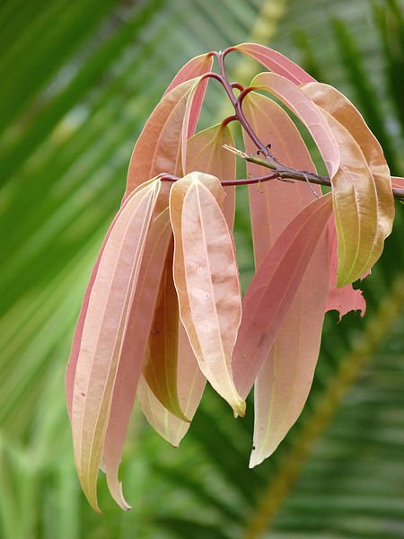 Cinnamomum tamala Cinnamomum tamala